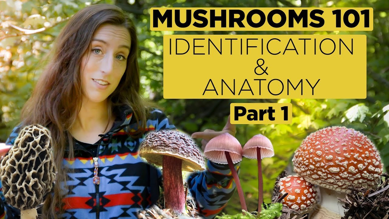 Mushrooms 101: Identification and Anatomy – Part 1