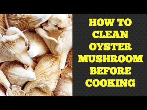 How to Clean Oyster Mushroom Before Cooking