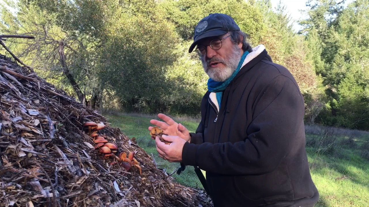 Comparing two mushroom species: one magic, one deadly.