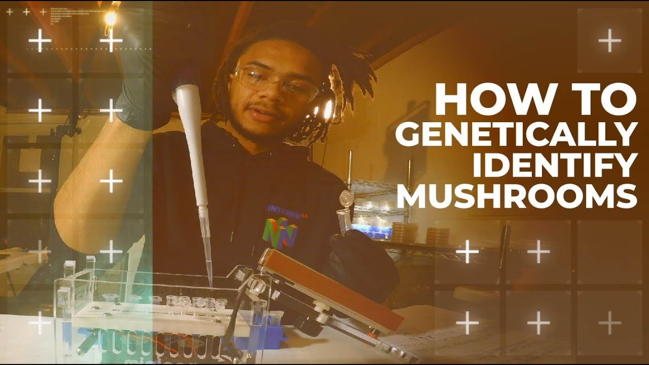 Breeding Mushrooms – Molecular Identification for Mating Types