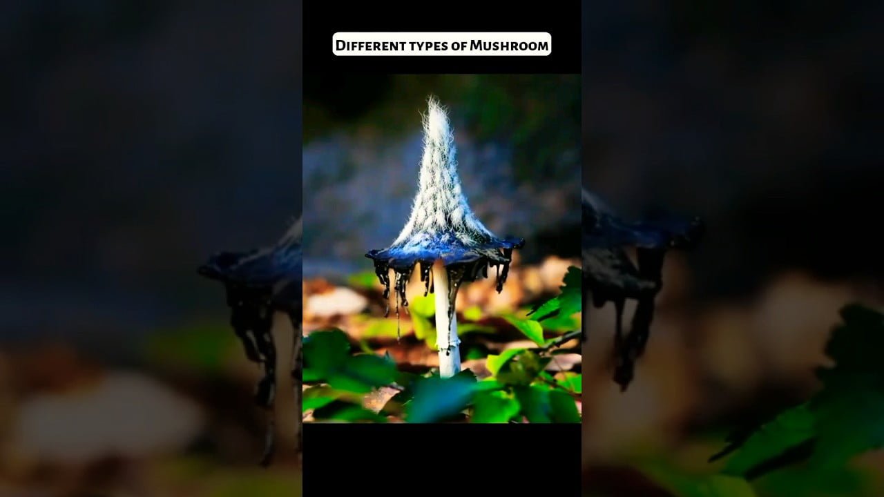 Different types of Mushrooms #mushrooms #different type