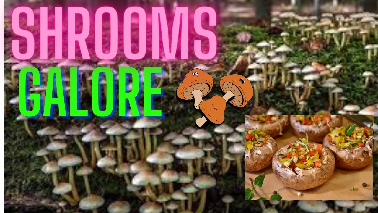15 Types of Mushrooms And How To Best Cook Them.