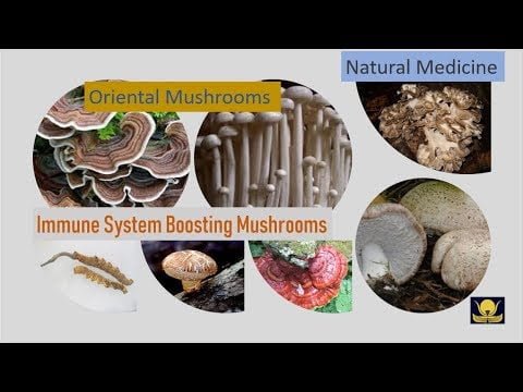 Immune System Enhancing Oriental Mushroom Types