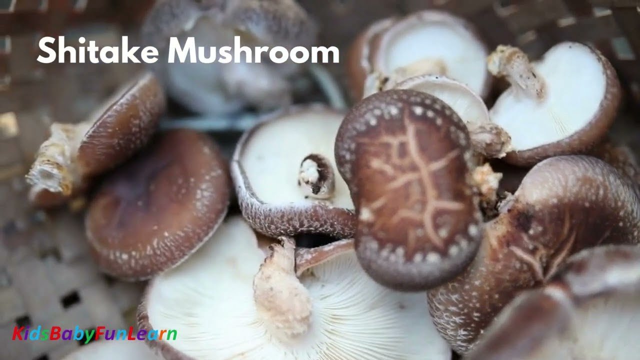 Most Famous Mushroom Types || Vocabulary || Learn Names