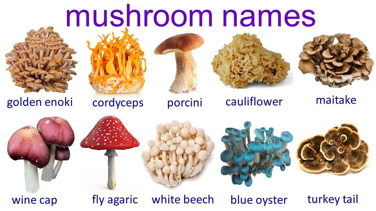 Common mushroom name | mushrooms 🍄 types and names in English | 50 mushrooms vocabulary