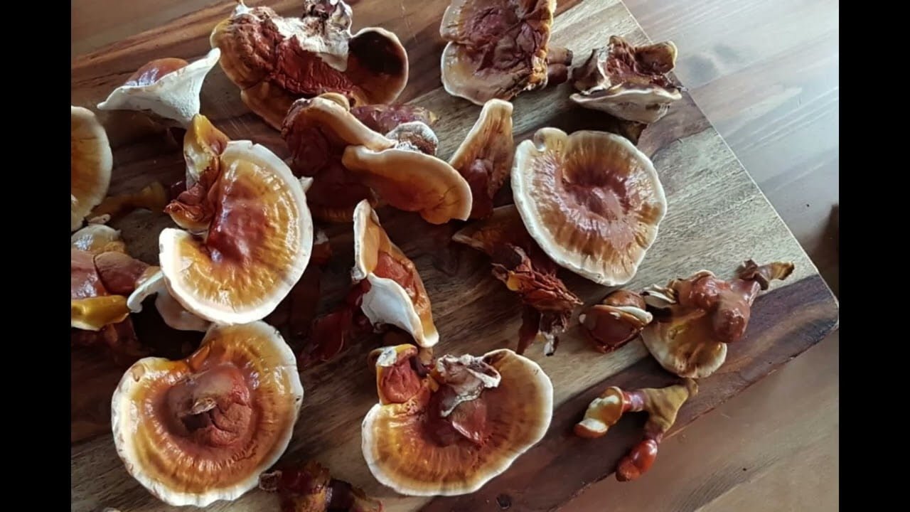 Types of Mushrooms for food and Medicine