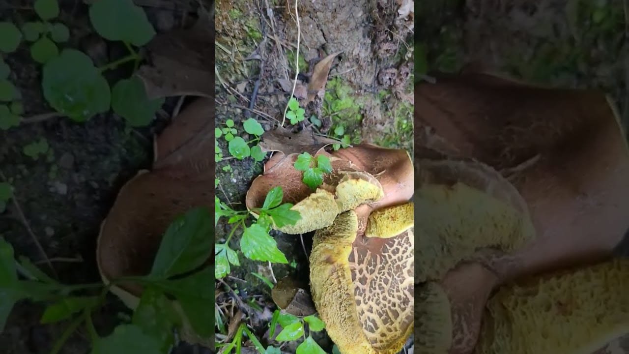 Mushroom@a wild species.#shorts#homestay