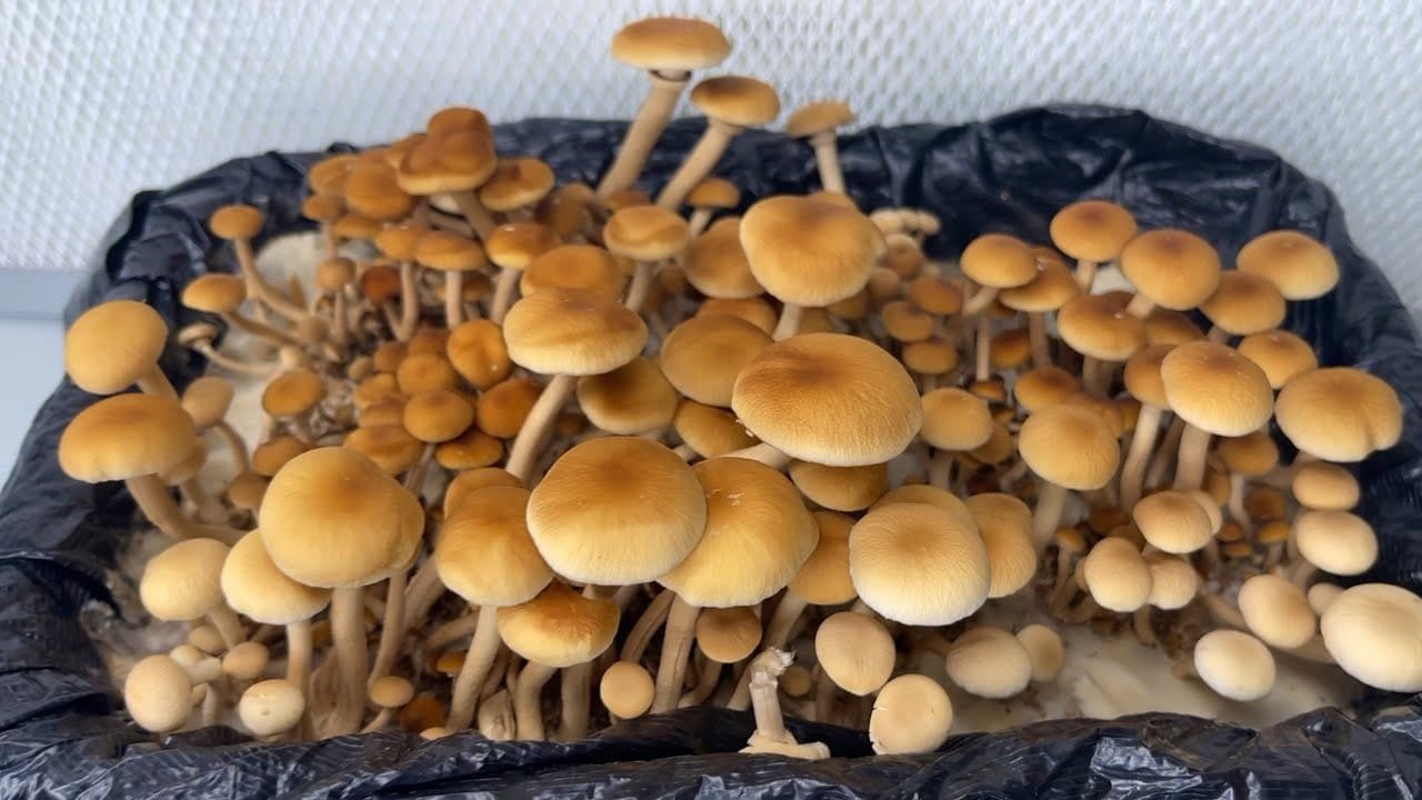 Make Money Growing These 6 Edible Mushroom Species