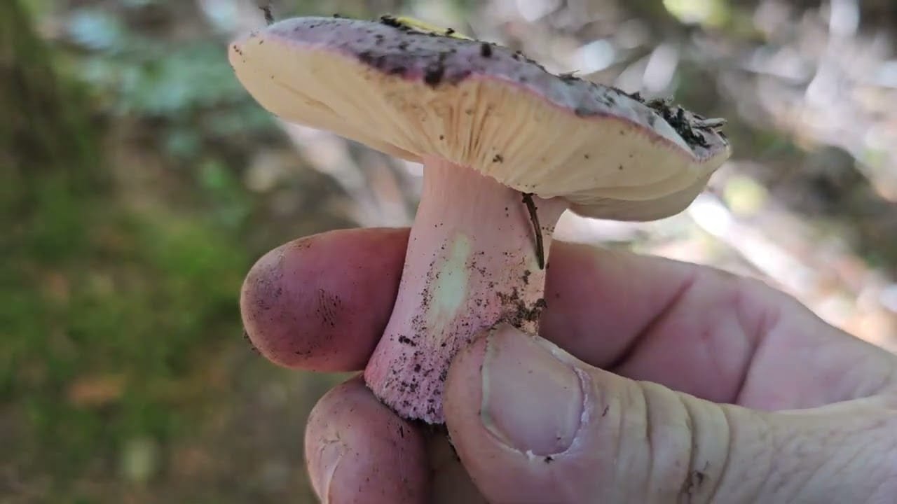 October Wild Mushroom Walk- No edits / continuous walk with expert