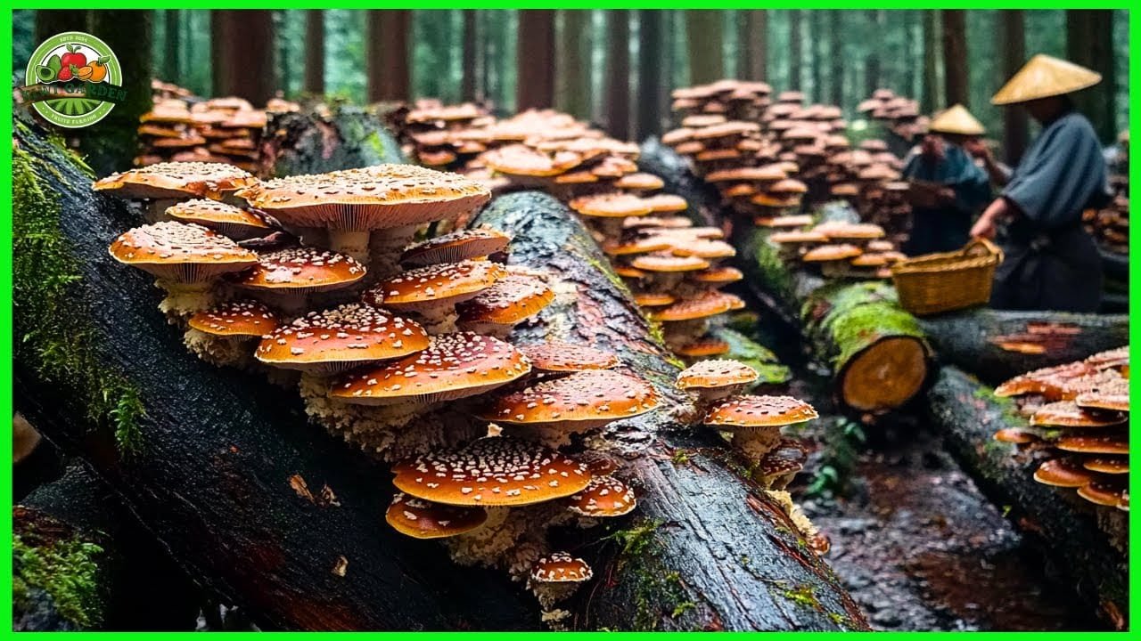 How farmers around the world pick millions of Shiitake, Truffles and Morel mushrooms