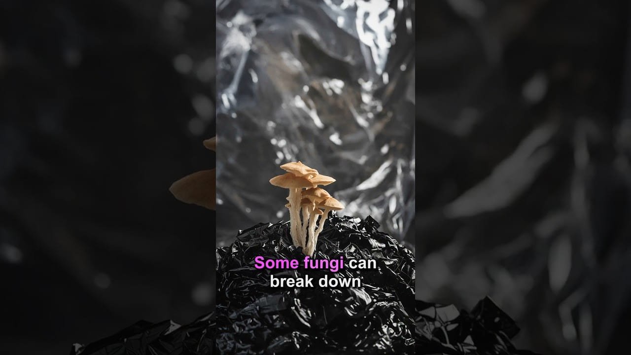 🍄 Crazy Fungus Facts That Will Change How You See Nature! #Fungi #Nature #Science #Biology #facts