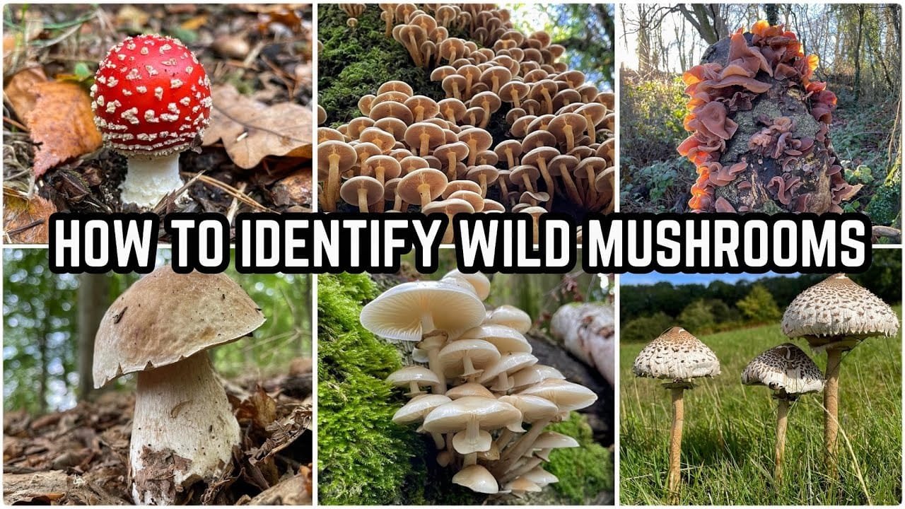 How To Identify Wild Mushrooms 🍄