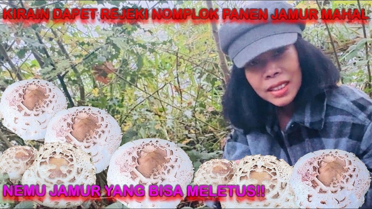 NIAT PANEN JAMUR MEWAH MALAH NEMU JAMUR YANG MELETUS!!