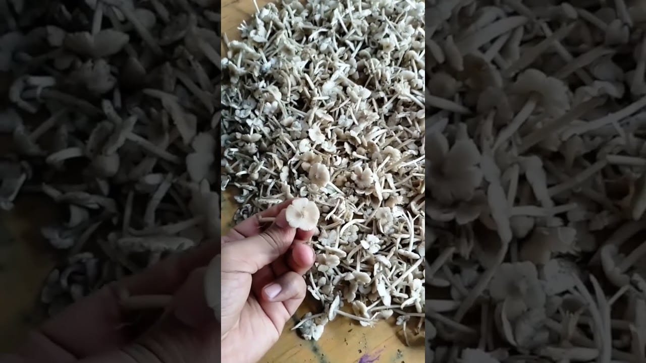 4 types of edible mushrooms found in some jungles of uttarakhand.