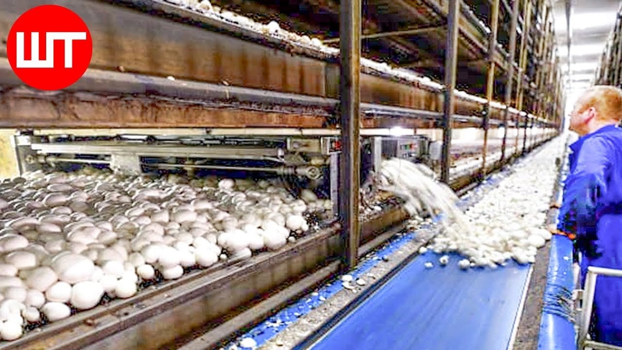 How Mushrooms are Grown & Processed | Modern Mushrooms Farming Technology | Food Factory