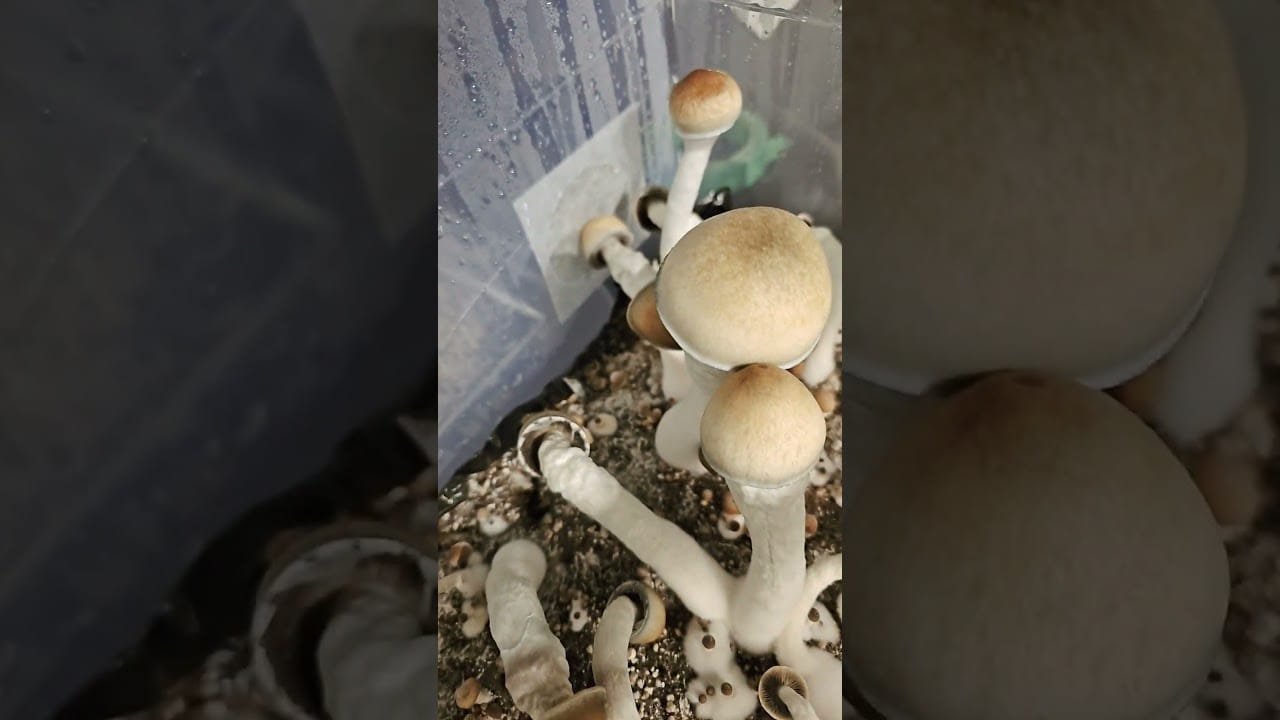 Growing 3 Types of mushrooms together final update