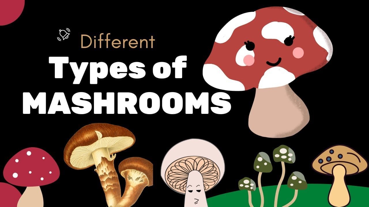 Different Types of Mushrooms In English Vocabulary | List of mushrooms in English