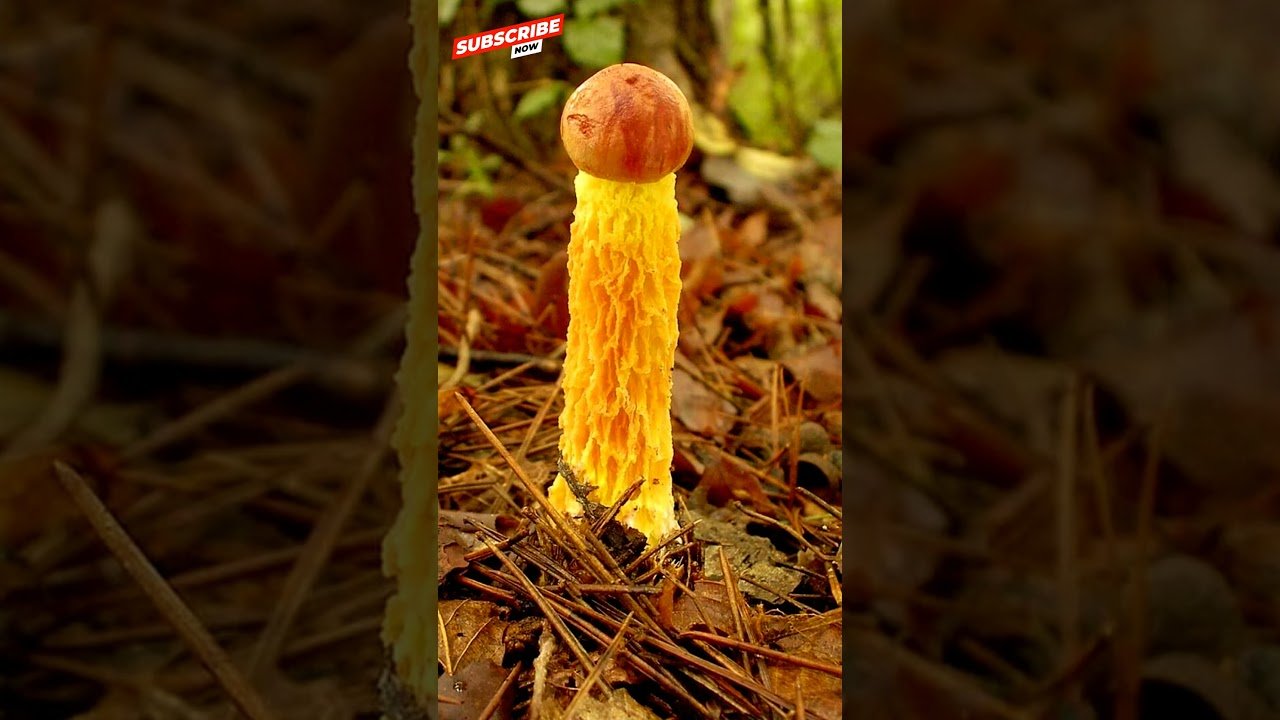 TOP 10  MUSHROOMS IN THE WORLDTypes of MushroomsWild mushroomsFunny mushrooms