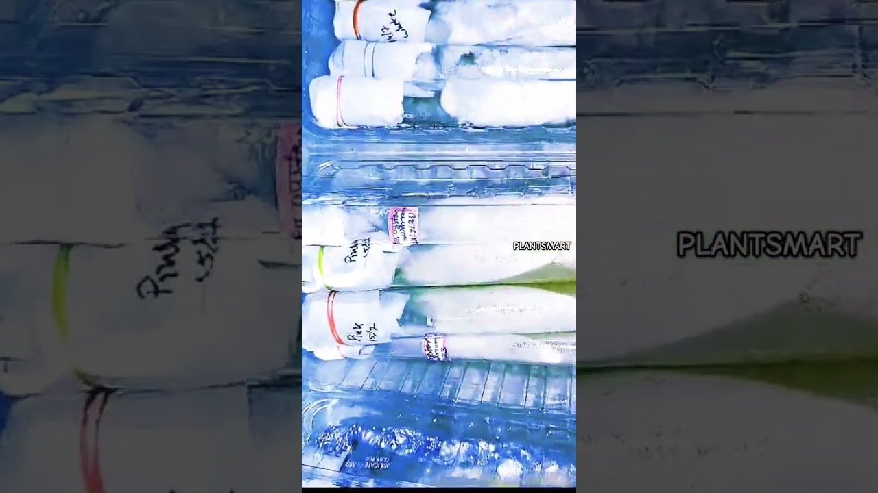 2024’s Lab-Enhanced Mushroom Varieties #shorts