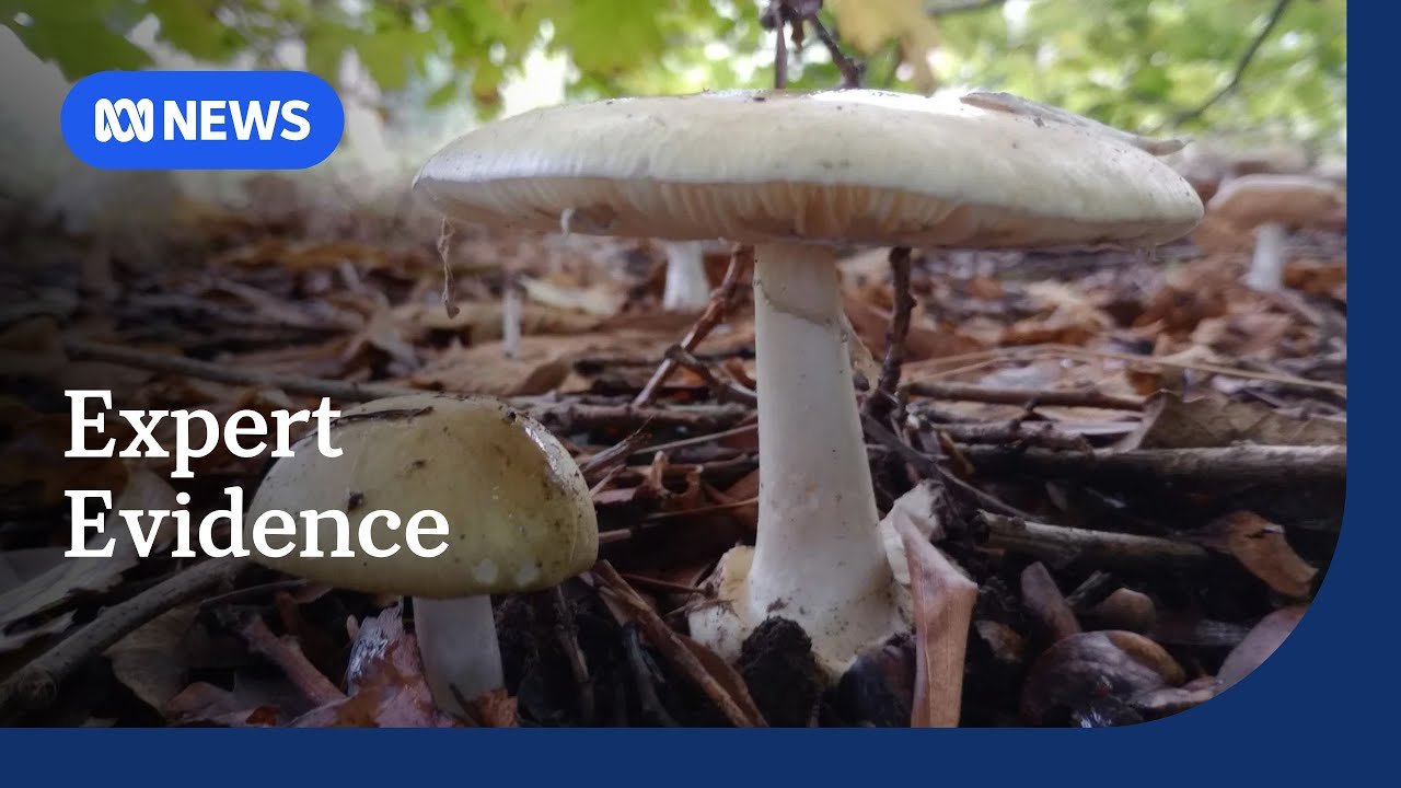 Erin Patterson murder trial hears from mushroom expert | ABC News