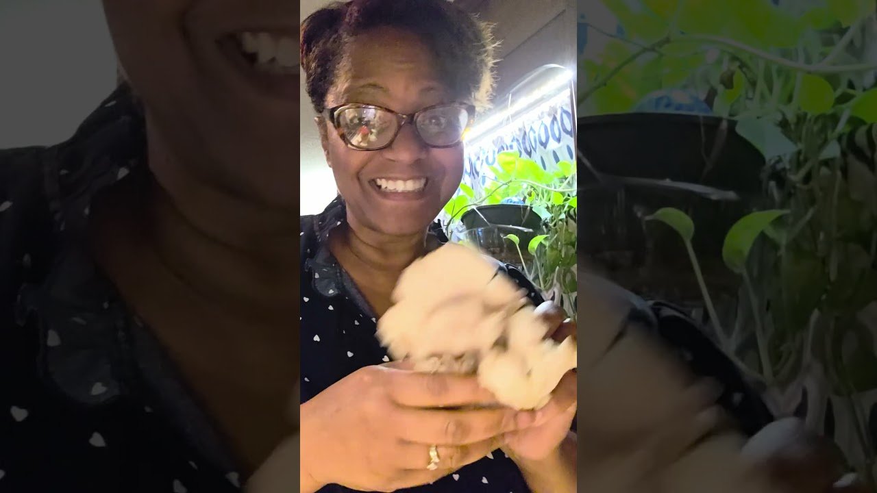 Do you think mushrooms can taste like meat🤔 #food #review #contentcreator #vegan #cooking #mushroom