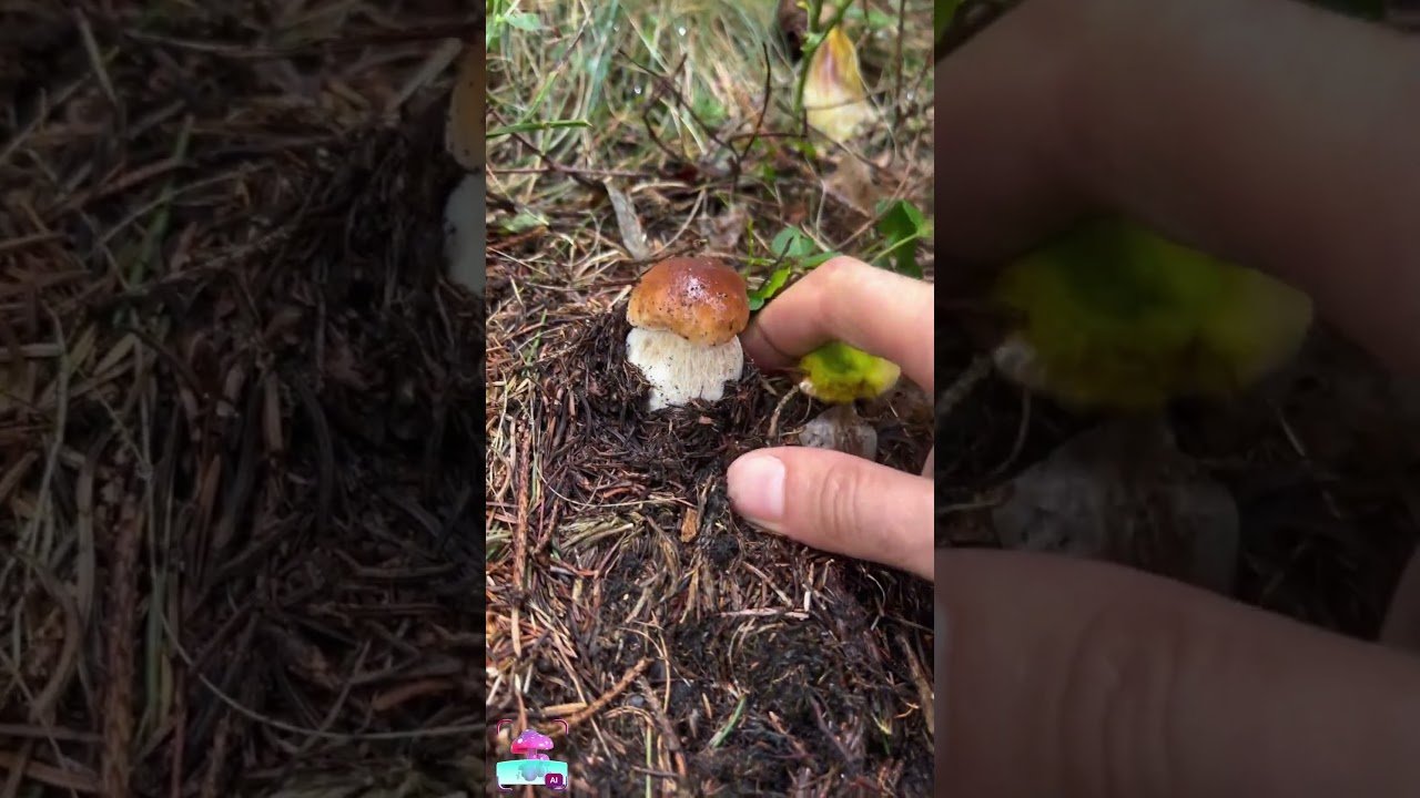 “Can you name this type of mushroom? 🍄🔍#MushroomHunting #NatureLovers #ForagingLife