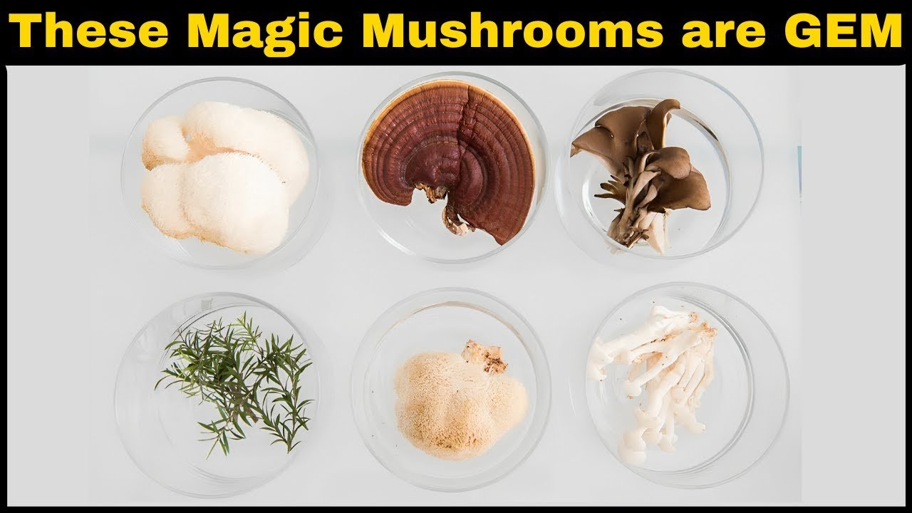 Supercharge Your Health with Adaptogens: All About the Adaptogenic Mushroom | Benefits,Types & Use