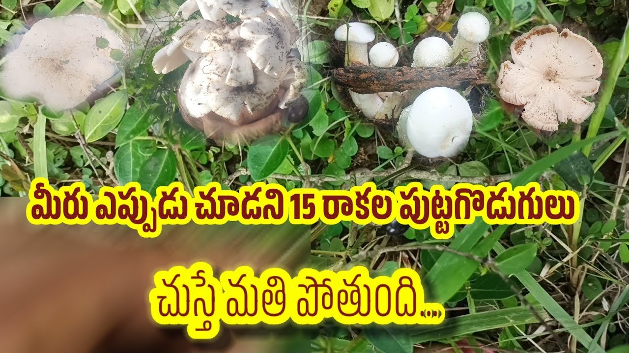 15 types of mushroom you have never seen before|మీరు ఇప్పటివరకు చూడని 15 రకాల పుట్టగొడుగులు#mushroom
