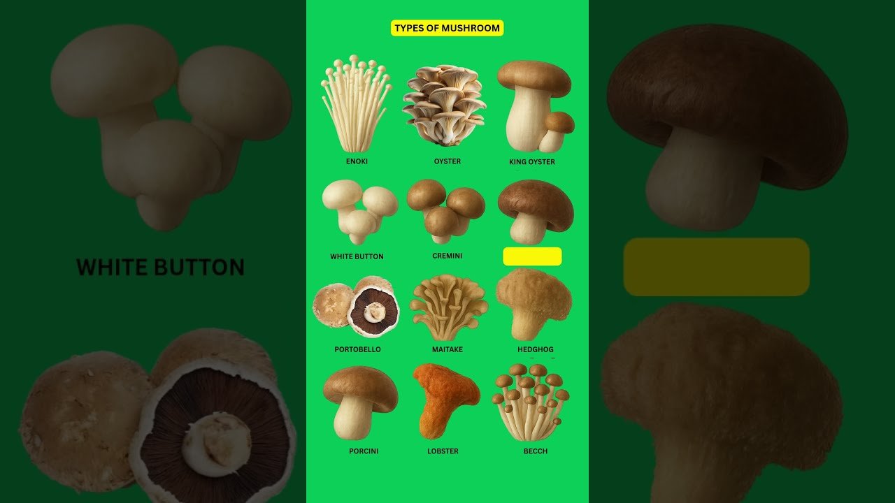 TYPE OF MUSHROOM | Dibawah Langit Hijau