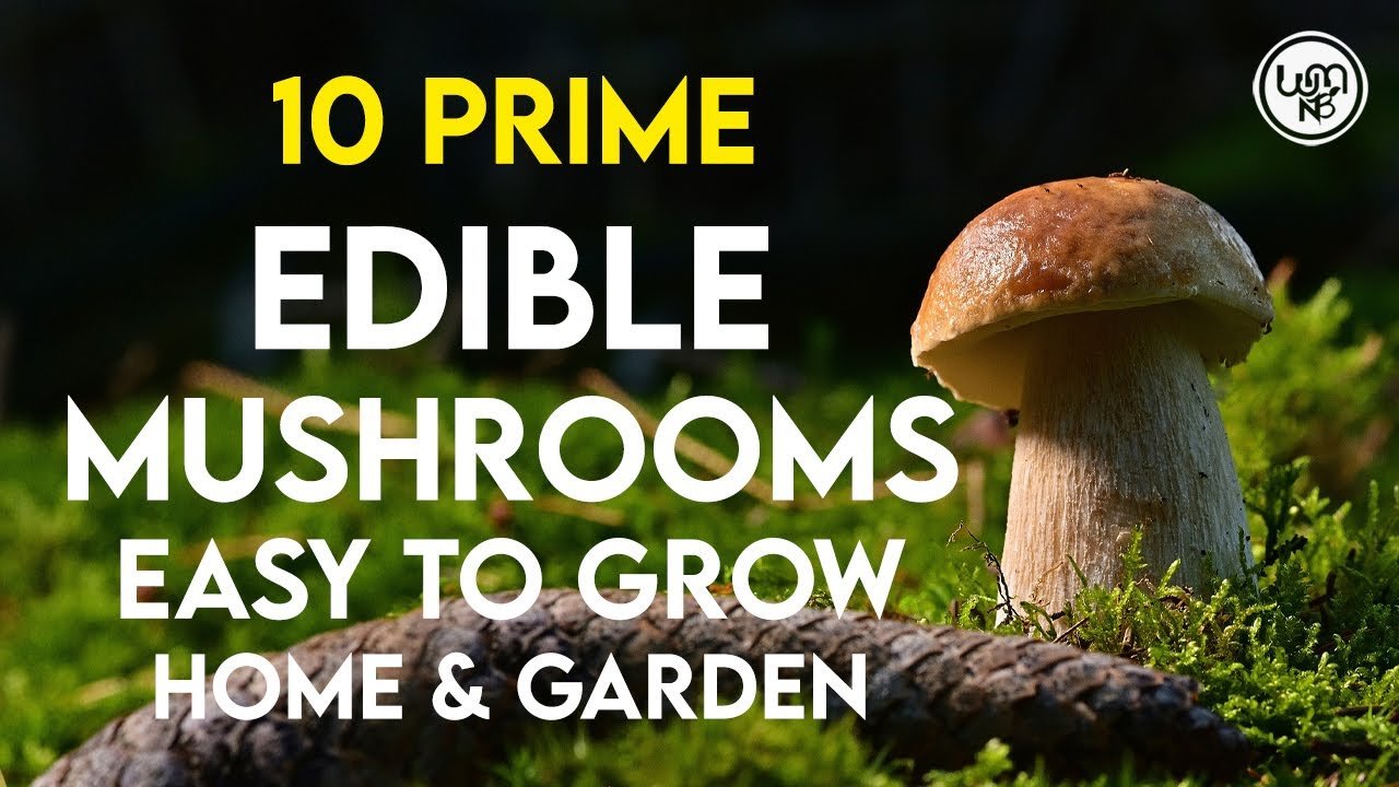 10 Prime edible mushroom varieties for home and garden | Easy to Grow mushroom for home cultivation