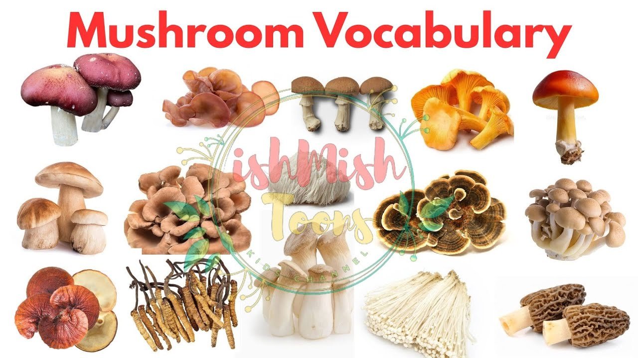 Mushroom | Mushroom vocabulary | Types of mushroom | Mushroom names in English with pictures | Gk