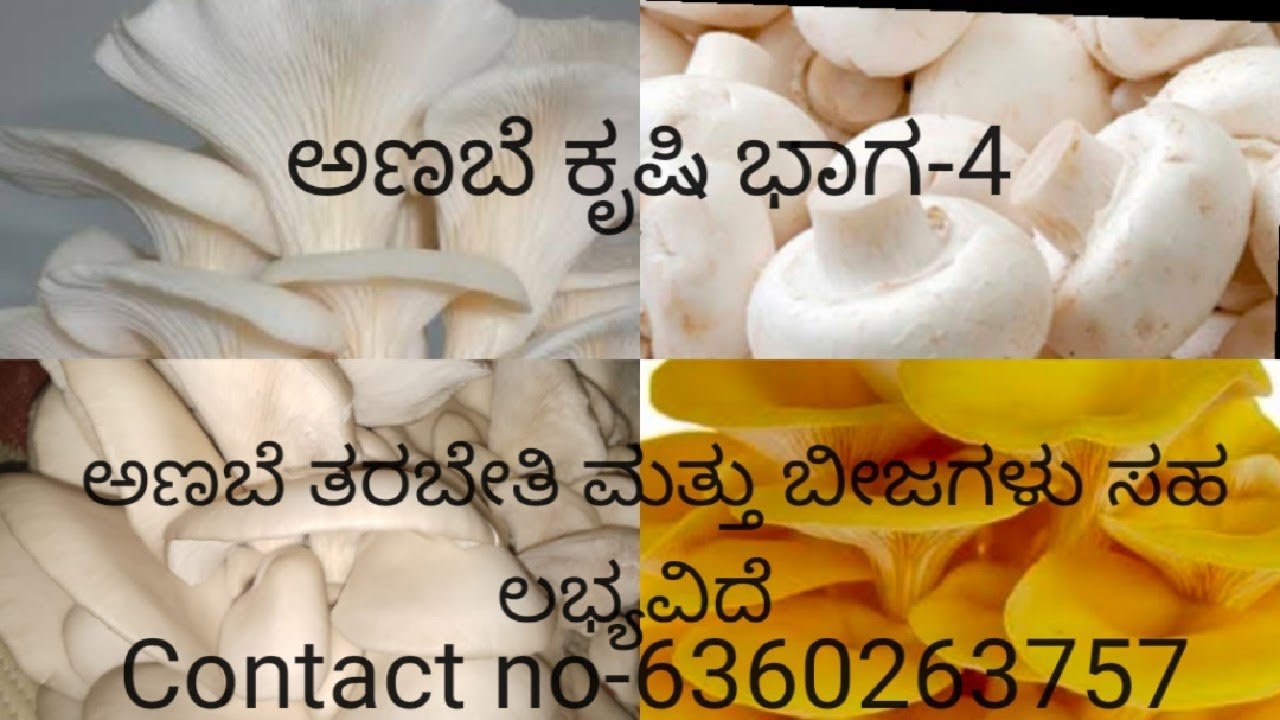ಮಶ್ರೂಮ್|ಅಣಬೆ ಕೃಷಿ|ಅಣಬೆಯ ವಿಧಗಳು|mushroom cultivation|mushroom farming|mushroom types|mushroom farming