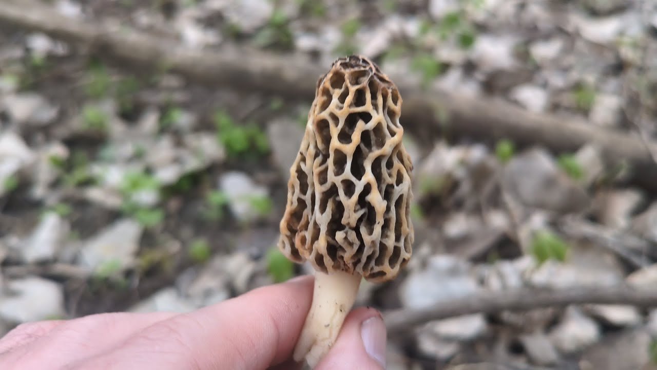 5 Helpful Tips for Hunting Morel Mushrooms