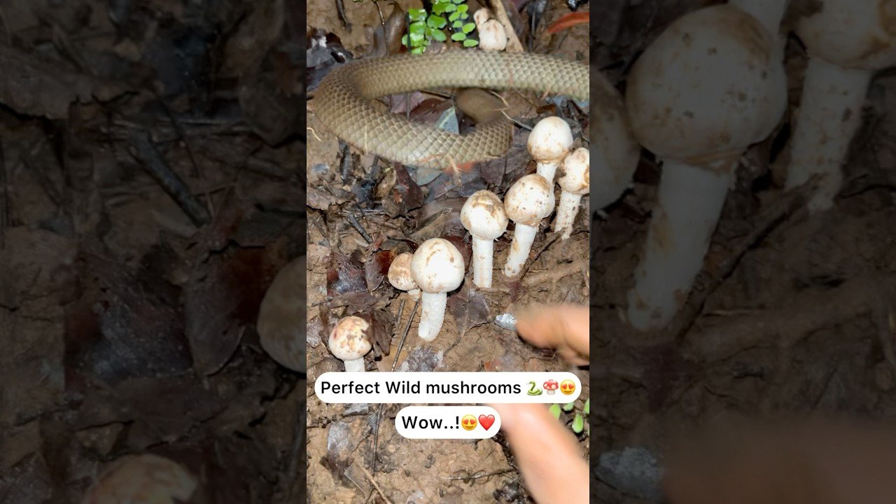 Perfect wild mushrooms 🐍🍄 Wow..!😍🍄⛰️