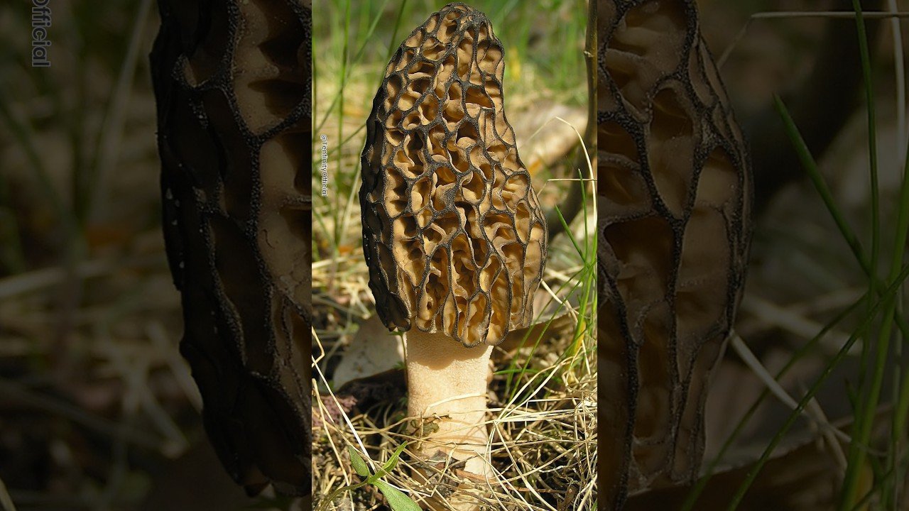 Top 10 Most Expensive Mushrooms In The World 🤑🤯 #shorts