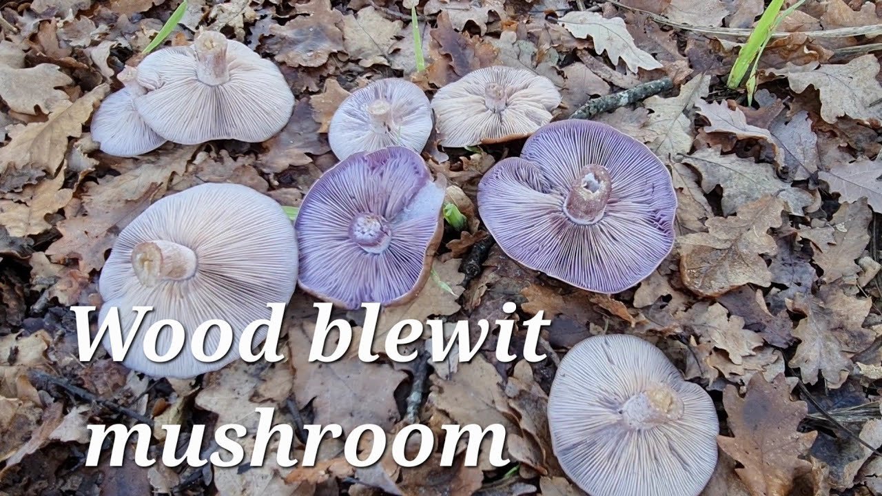 Foraging for Wood Blewit mushrooms. Wild mushroom risotto with mascarpone cheese recipe ASMR
