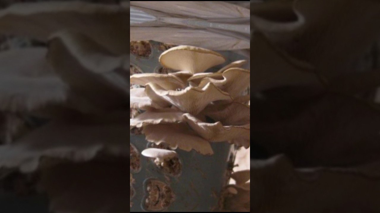 Species#mushroom  #shortsvideo #shorts  #viral #status