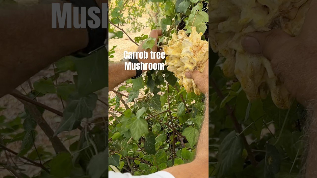 The carrob tree mushroom , a rare type of mushroom , also knows as ?  #carob #mushroom #delicacy