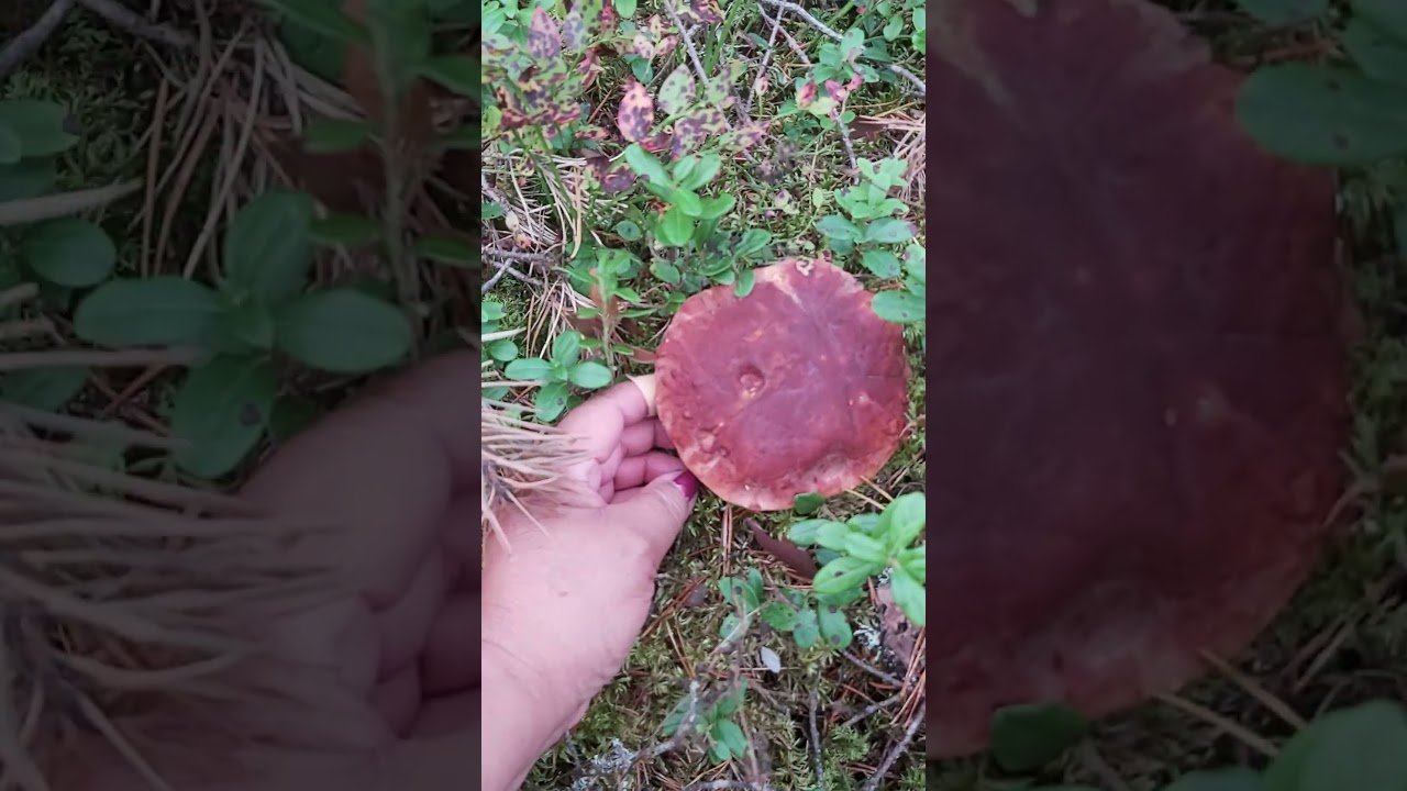 Another delicious mushroom species