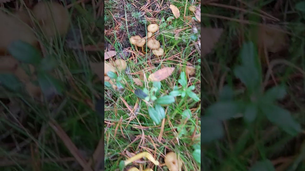 Autumn mushroom species