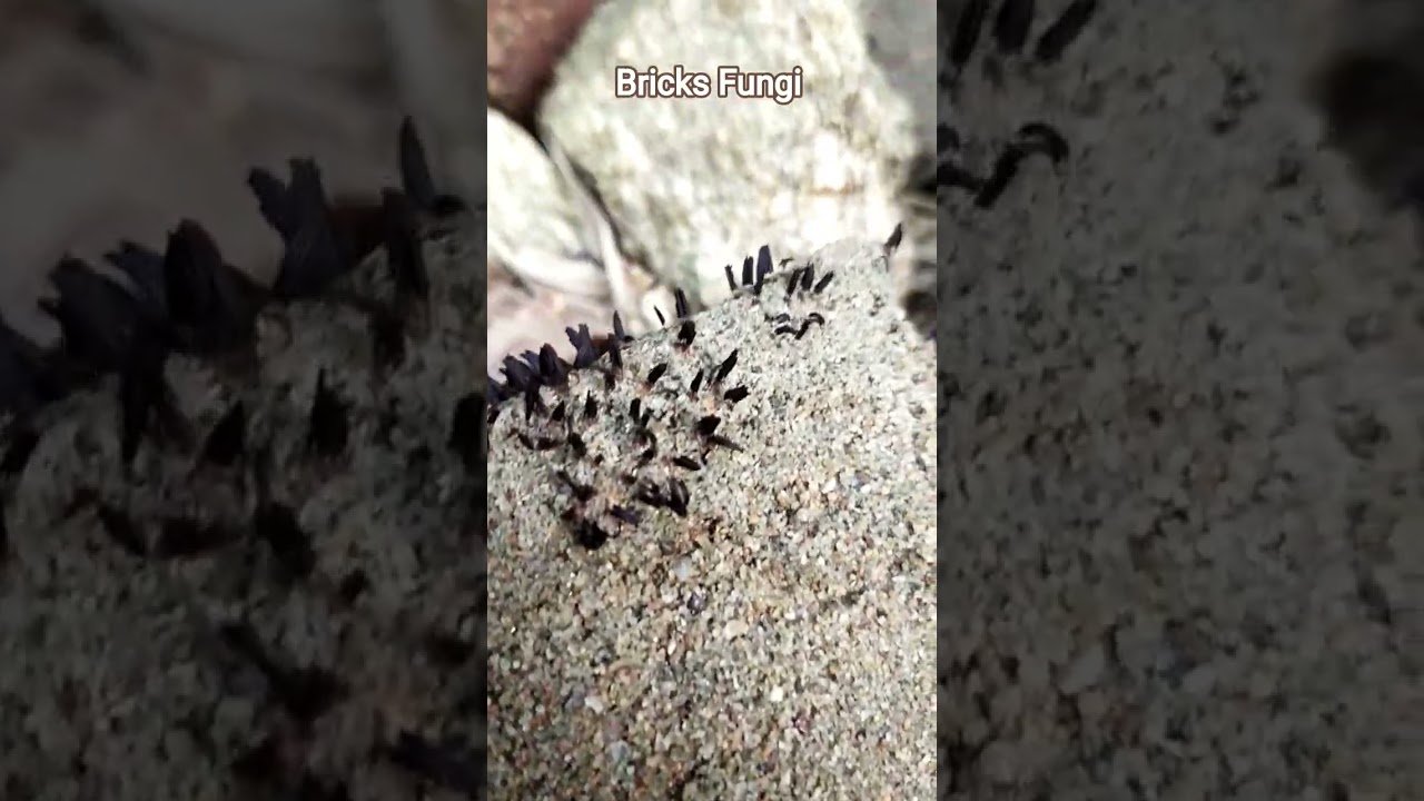 Bricks Fungi || One type of Mushroom ||