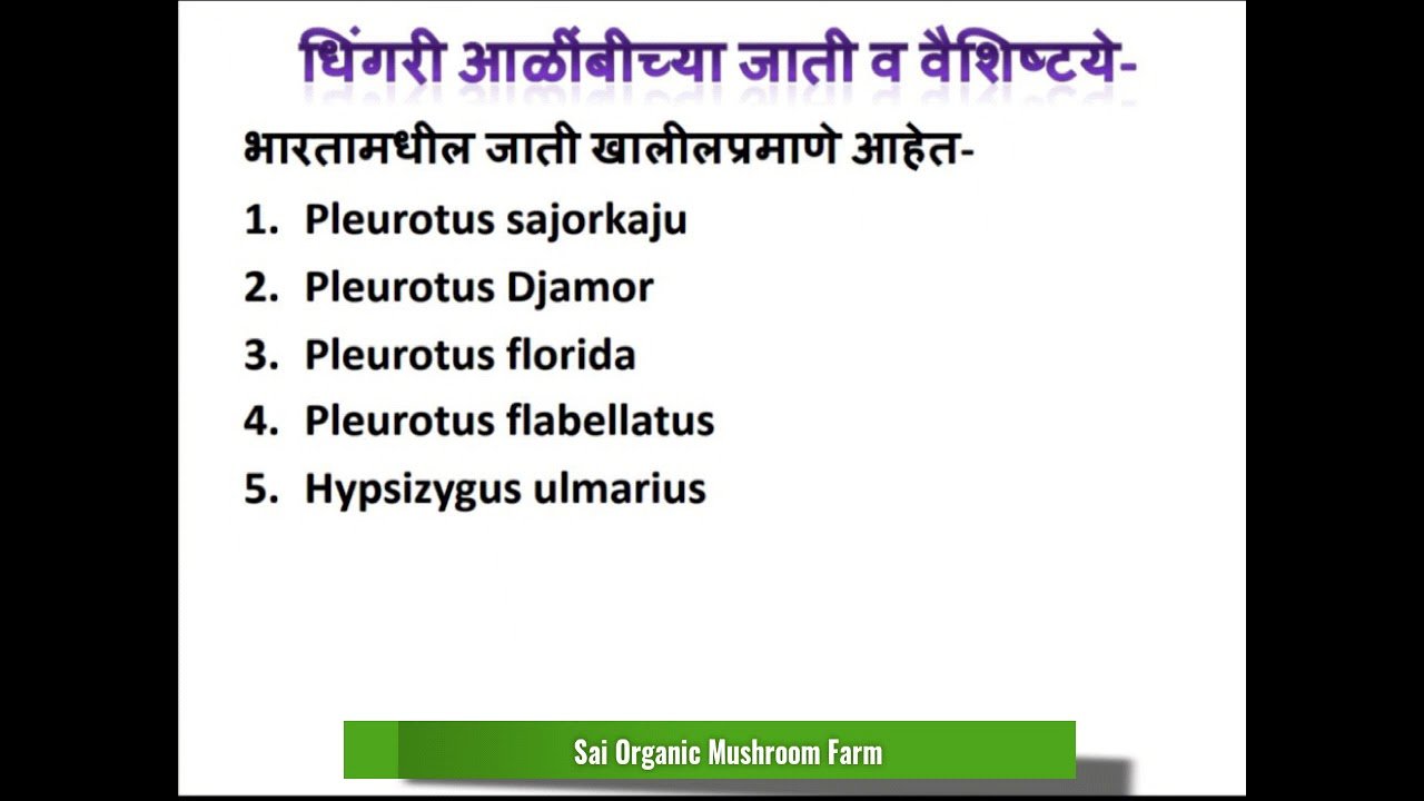 Types Of Oyster Mushroom / मशरूम चे प्रकार