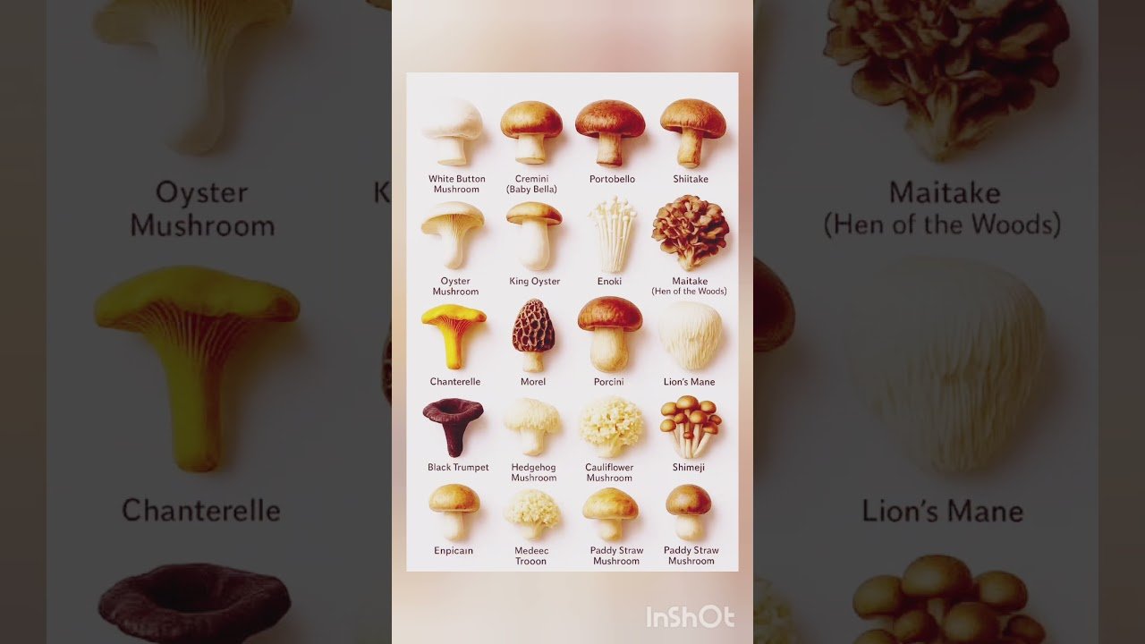 Types of mushrooms 🍄 #support #youtubeshorts #youtube #new #support #viralreels #support #viral 😍😍✅️