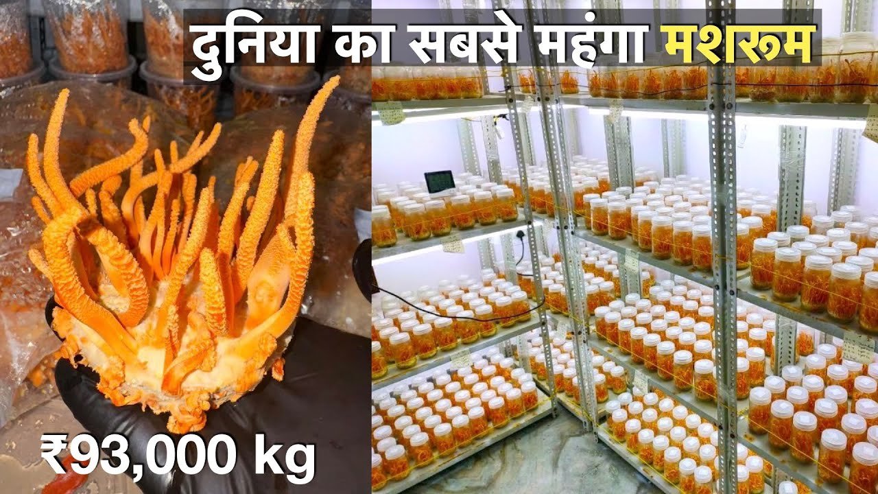 How to Earn 20 lakhs from Cordyceps mushroom farming at home / profitable mushroom farming