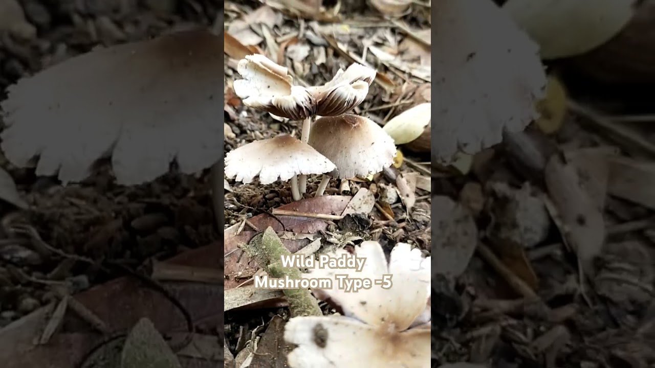 Wild Paddy Mushroom Type -5 ||