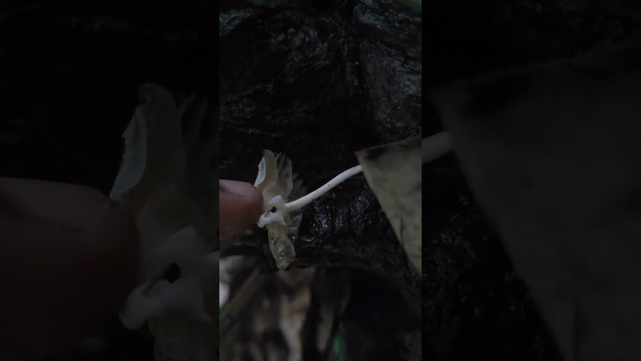 Which mushroom species is this?