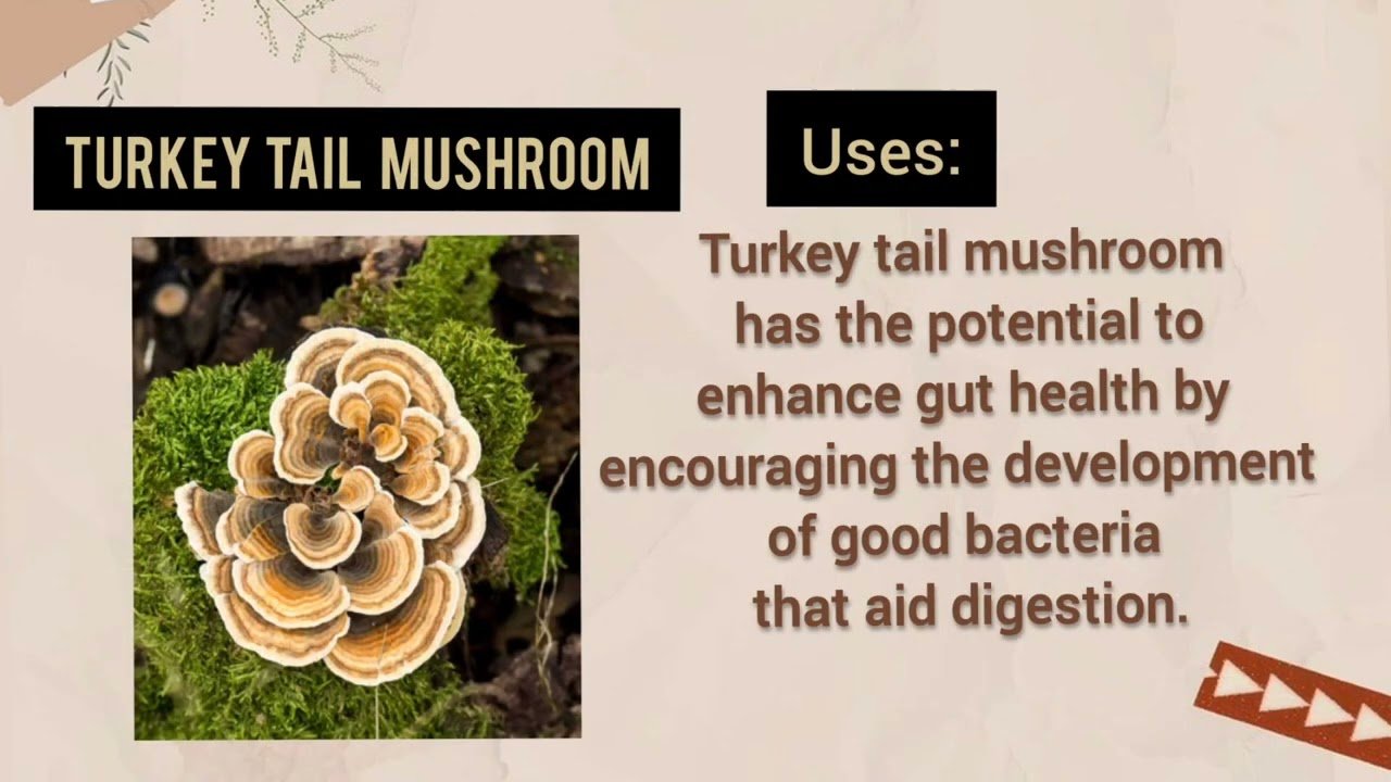 Types of Mushroom with their clinical benefits ♥️🍄#pharmacy #pharmacist #medicalstudent
