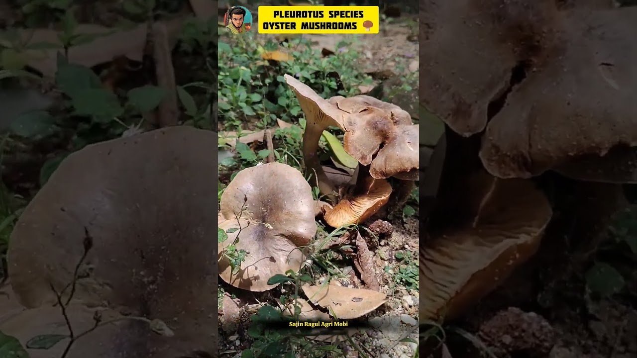 Pleurotus Species Oyster Mushroom 🍄 #mushroom #biology #science #explained #shorts #tamil
