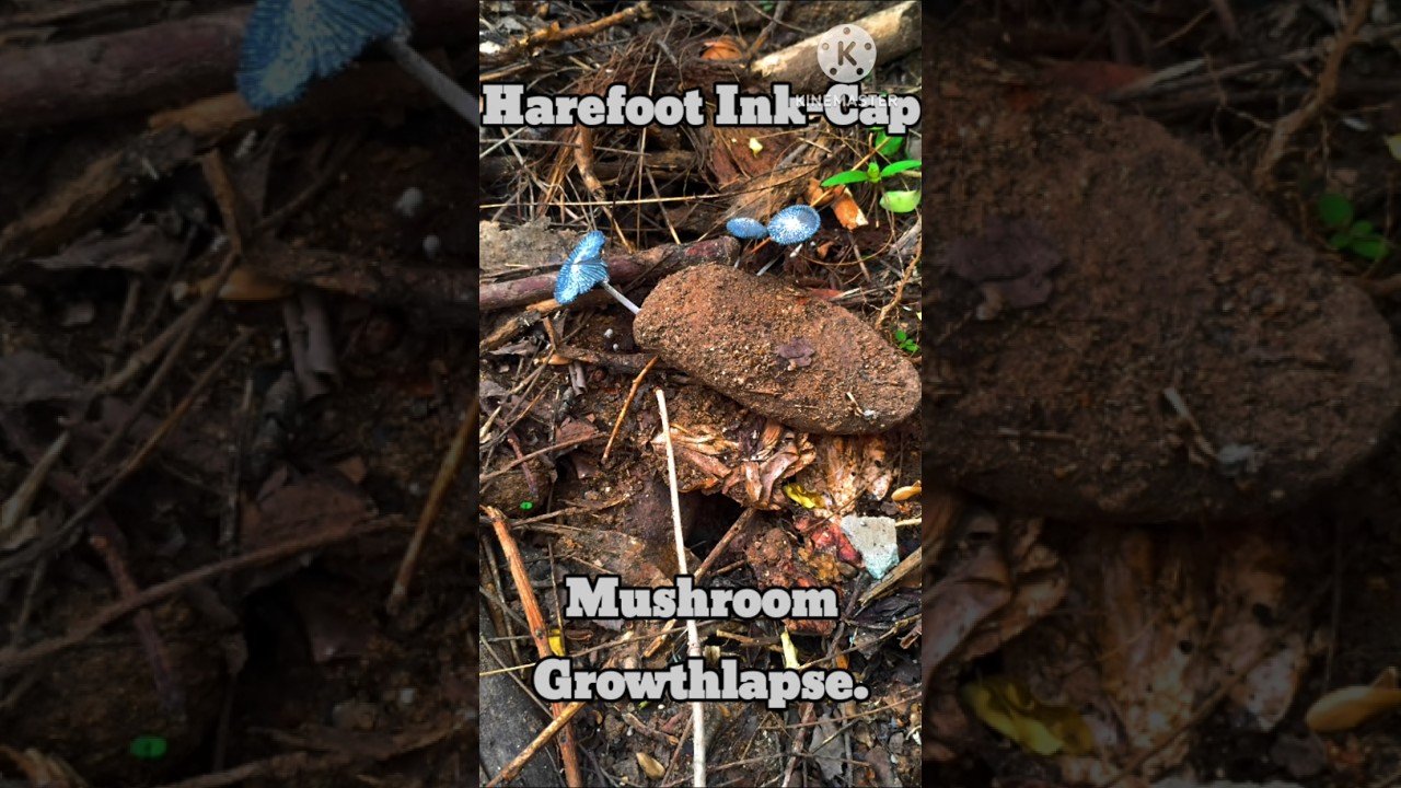 Wild Mushroom Species Growing in the Garden #Mushrooms #காளான்கள்