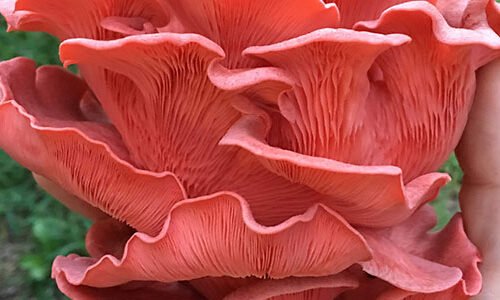 Pink Oyster – (Pleurotus djamor) • Meet the Mushrooms